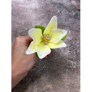 Лілія махрова тонована лимонна